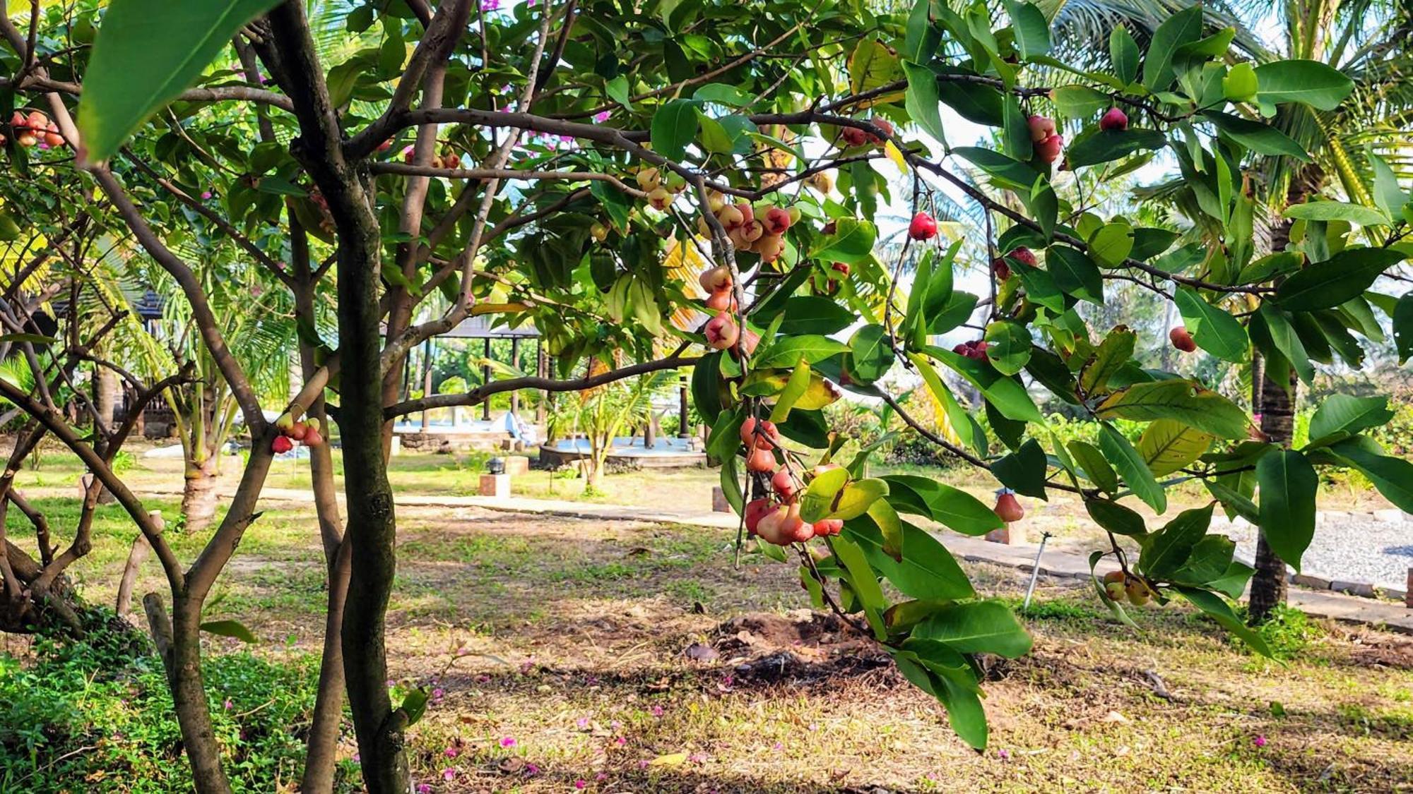 Xom Tram Zen Resort - Villa Beach- Garden מראה חיצוני תמונה